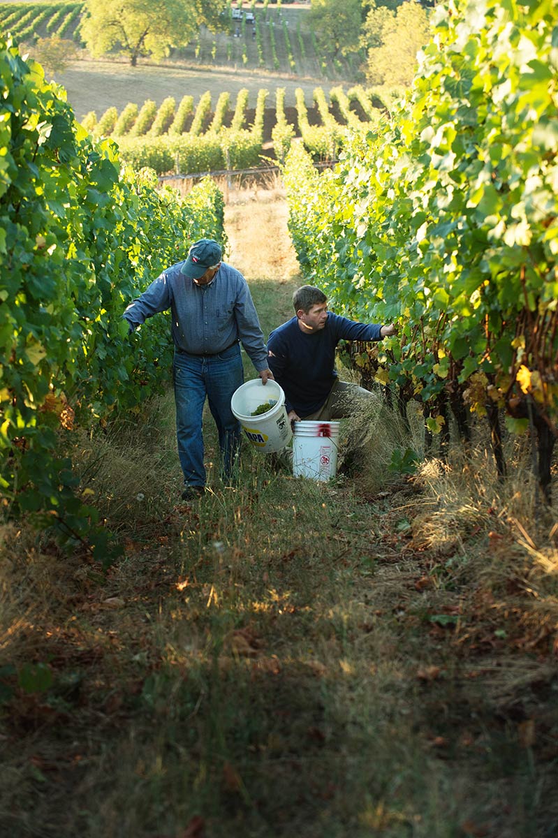 Father and son picking pinot noir.
