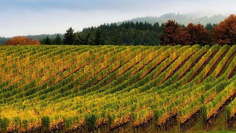 Silice Vineyard